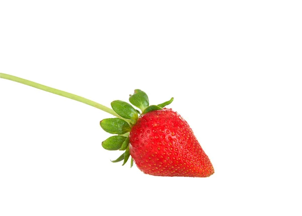 One Large Fresh Red Organic Strawberry Stem Leaves Attached Isolated — стоковое фото