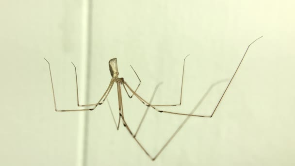 Video Pholcus Fhalangioides Yakınlaşıyor Genellikle Uzun Bacaklı Örümcek Uzun Gövdeli — Stok video