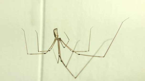 Vidéo Zoomer Sur Pholcus Phalangioides Communément Appelé Papa Araignée Longues — Video