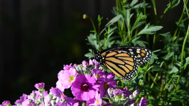 Hdビデオズームで1人の男性モナーク蝶Perched上の小さなラベンダー原色の花 — ストック動画