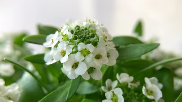 Vídeo Ampliando Florescendo Brotando Cluster Flores Brancas Alyssum Beleza Natureza — Vídeo de Stock