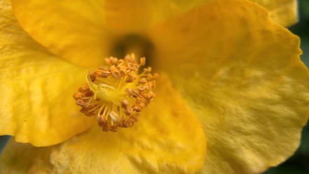 Video Das Die Mitte Einer Blühenden Gelben Hibiskusblüte Zoomt Schönheit — Stockvideo