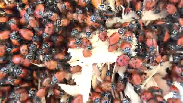 4K高清视频顶部视图几十只瓢虫爬行木屑 被认为是有用的昆虫 因为它们捕食诸如蚜虫或鳞屑等食草动物的同类动物 而这些昆虫是农业害虫 — 图库视频影像