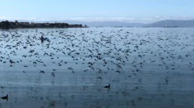 4K HD video, yüzlerce yağmurcunun birleştirilip suyun üzerinde uçarken ayrıldığı San Francisco Körfezi 'nden geçen bir kano. Arka planda Bay Farm Adası 'nın Ucu.