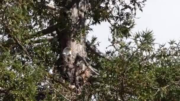 風の強い日に 背の高いポンデローサ松の木に突き刺さった1羽のハゲのHdビデオ 葉や枝が風に吹いています 後ろの青い空の白い雲 — ストック動画