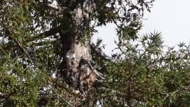 Video Aquila Calva Appollaiata Alto Pino Ponderosa Che Guarda Intorno — Video Stock