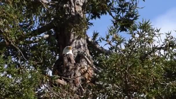 Vídeo Alta Definición Águila Calva Encaramada Una Altura Pino Ponderosa — Vídeo de stock