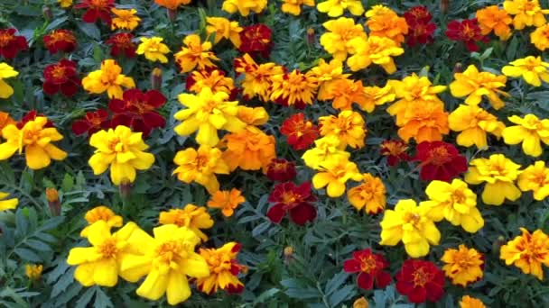 Vidéo Zoomer Sur Des Fleurs Souci Multicolores Tagetes Une Plante — Video