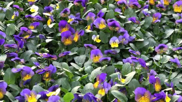 Video Schwenken Über Den Hintergrund Von Viola Blumen Viola Cornuta — Stockvideo