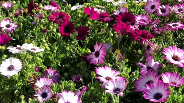 Video Panning Över Bakgrunden Osteospermum Mindre Stammarna Solrossläktet Asteraceae Även — Stockvideo