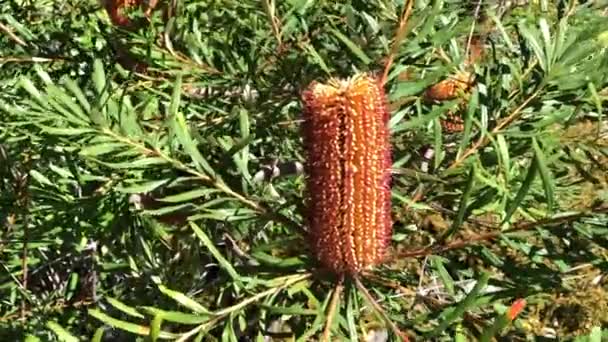 Videó Közeledik Hajtű Banksiaflower Kúp Növekszik Felfelé Ágak Jellegzetes Virágzási — Stock videók