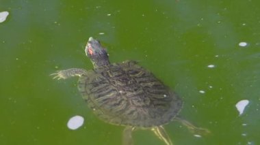 Pond Kaypak Kaplumbağa 'nın görüntüsü, bulanık gölet suyunun yüzeyinde yüzüyor, izleyiciden uzağa bakıyor, etrafa bakıyor ve sonra suyun altına dalıyor..