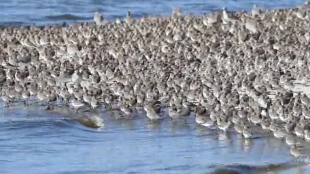 Video Zoomar Liten Strand Omgiven Vatten Många Strandfåglar Äter Sedan — Stockvideo