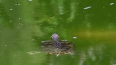Gölet Kaypak Kaplumbağa 'nın bulanık gölet suyunun yüzeyinde yüzerken HD videosu, Koi balığı suyun altında yüzüyor..