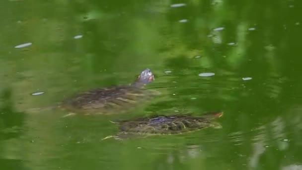 池スライダーカメのHdビデオを別のカメから泳いで 2番目のカメを離れて泳ぐ 濁った緑の池 — ストック動画