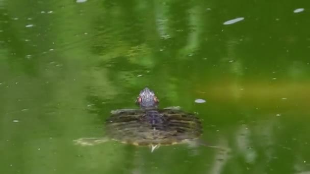Video Pond Slider Turtle Flyter Ytan Skumma Damm Vatten Koi — Stockvideo