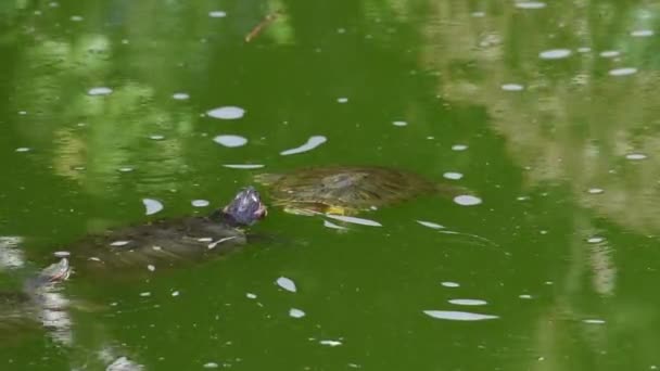 Vídeo Pond Slider Turtles Flutuando Lagoa Verde Escura Dois Frente — Vídeo de Stock