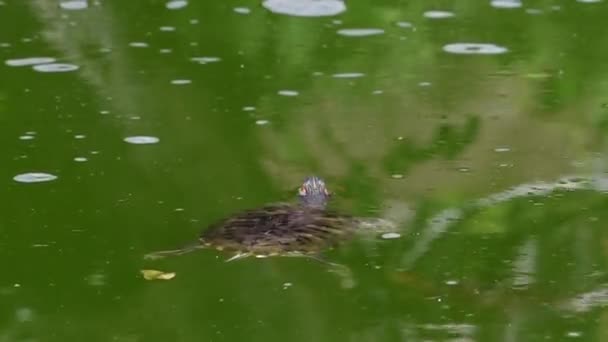 Video Pond Slider Turtle Simma Grönskande Damm Vatten Vänd Bort — Stockvideo