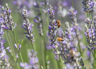 Bal arıları taze lavanta çiçeklerinden polen topluyor..