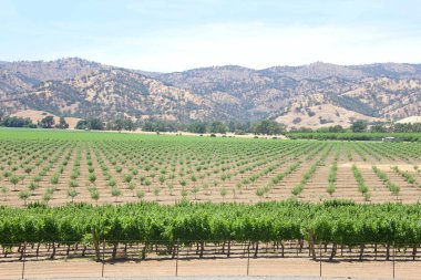 Arkası yamaçlı üzüm bağları, beyaz bulutlu mavi gökyüzü. Daha olgun ve kökleşmiş bitkilerin arkasında sıra sıra dizilmiş yeni bitkiler.