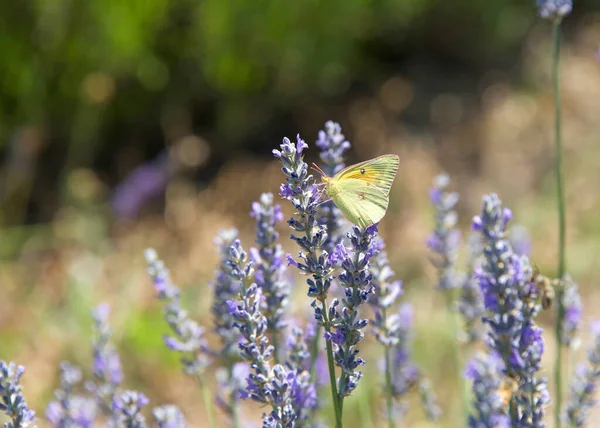 萤火虫 无云的硫蝴蝶 饮用紫色薰衣草花的花蜜 — 图库照片