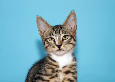 Gri ve beyaz tekir bir kedinin portresi kuşkulu bir ifadeyle doğrudan izleyiciye bakıyor. Kopyalama alanı olan mavi arkaplan.