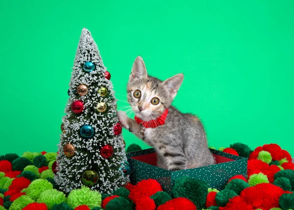 Calico Tabby Mix Kitten Одет Красный Воротник Сидя Зеленой Праздничной — стоковое фото