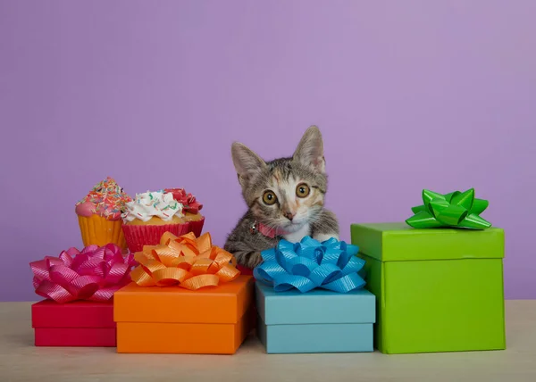 Calico Tabby 상자에 분홍색 페킹을하고 고양이를 만난다 보라색 — 스톡 사진