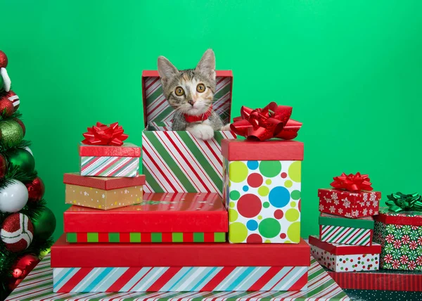 Calico Tabby Mix Kitten Wearing Red Collar Peeking Out Christmas — Fotografia de Stock