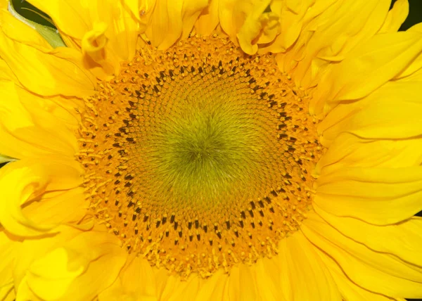 Zavřít Střed Jednoho Obří Slunečnice Jasném Letním Světle Nově Kvetoucí — Stock fotografie