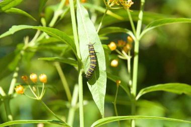 Second instar monarch butterfly caterpillar on green milkweed leaf with many green leaves in background.