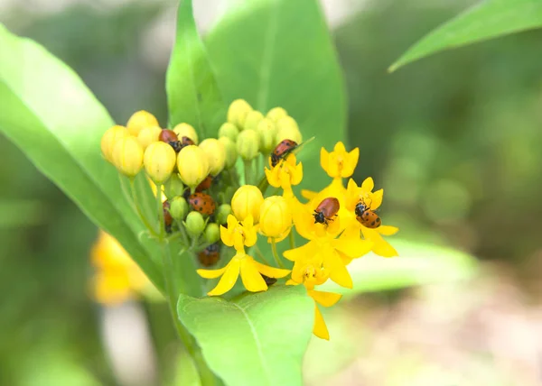 ladybugs on yellow milkweed flowers, generally considered useful insects, because many species prey on herbivorous homopterans such as aphids or scale insects, which are agricultural pests.