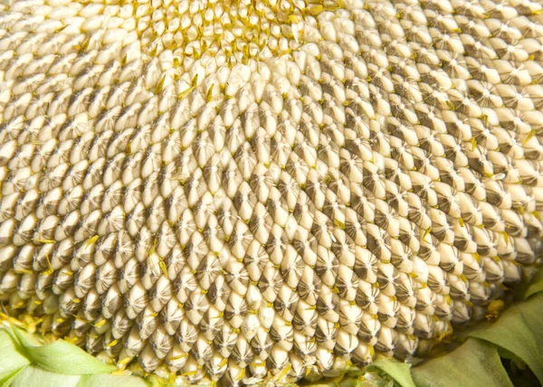 Close Seeds Giant Sunflower Petals Flower Removed Revealing Sunflower Seeds — Photo