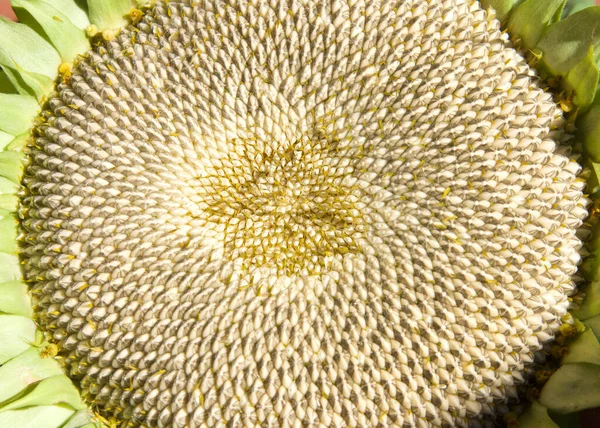 Close Center Giant Sunflower Petals Flower Removed Revealing Sunflower Seeds — Foto de Stock
