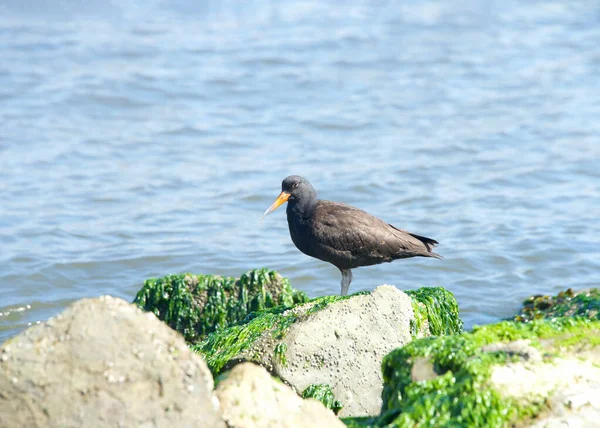 One Black Oyster Catcher Standing Rocky Shoreline Covered Moss Blue — Stock Photo, Image