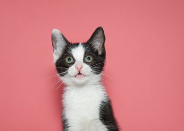 Close up portrait of a black and white kitten looking slightly above viewer. Pink background with copy space.