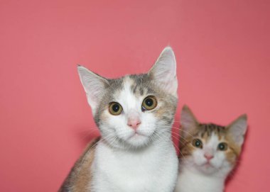 Seyreltilmiş bir yavru kedinin portresi doğrudan izleyiciye bakıyor. Arka plandaki ikinci kedi yavrusu da omzunun üstünden bakıyor. Kopya alanı ile pembe arkaplan.