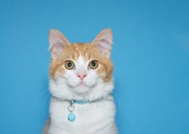 close up portrait of an orange and white tabby kitten wearing a blue collar with bell looking directly at viewer. Blue background with copy space.
