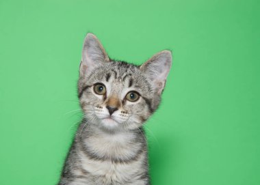 Close up portrait of one grey and white tabby kitten looking directly at viewer with tilted head. Curious expression. Green background with copy space.