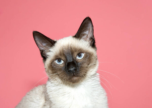 close up portrait of a seal point siamese kitten looking at viewer. Pink background with copy space.