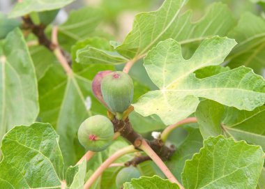 Ağaçta olgunlaşan incirlere yaklaş, yeşil yapraklarla çevrili. İncirler taze ya da kuru yenebilir ya da reçel, rulo, bisküvi ve diğer tatlı türlerine dönüştürülebilir..