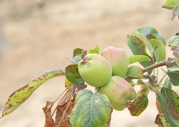 Manzanas Canela Creciendo Árbol Fue Nombrada Manzana Especias Canela Por — Foto de Stock