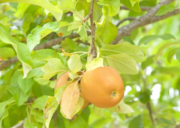 Primer Plano Hudson Manzanas Doradas Madurando Árbol Una Las Manzanas — Foto de Stock