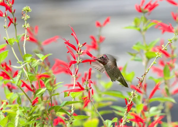 雌性安娜蜂鸟喝着生机勃勃的红菠萝花中的花蜜 大自然的美丽 — 图库照片