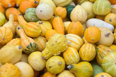 Üst görünüm düzlüğü birçok şekil ve boyutta sonbahar kabakları çeşitli renk kombinasyonlarıyla. Popüler tatil dekorasyonu.