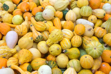 Üst görünüm düzlüğü birçok şekil ve boyutta sonbahar kabakları çeşitli renk kombinasyonlarıyla. Popüler tatil dekorasyonu.