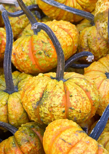 Вид Сверху Плоский Много Осенних Бородавок Оранжевых Зелеными Бородавками Популярное — стоковое фото