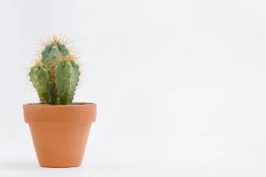 Kaktüs tenceresi beyaz arkaplanda ve kahverengi kil tenceresinde izole edilmiş. Metni girmek için kopya alanı var. Ofis masasındaki tasarımcı çalışma alanı, Yeşil Kaktüs Çiçeği.