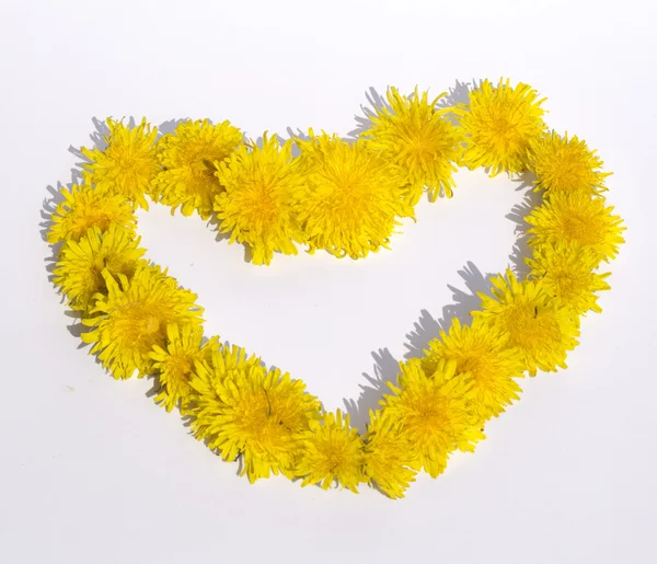 Heart of dandelions — Stock Photo, Image
