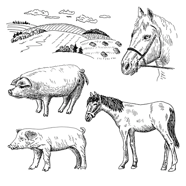Babi dan kuda - Stok Vektor